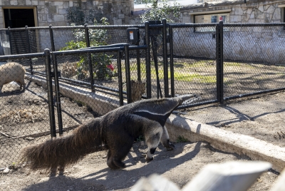SA Zoo Giant Ant Eater 2025